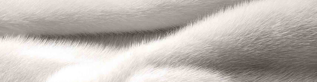 Piel
